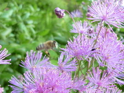 20th Jun 2015 - Busy busy bee