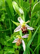 17th Jun 2015 - Smile, it's the Bee Orchid Aliens