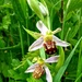 Smile, it's the Bee Orchid Aliens by helenmoss