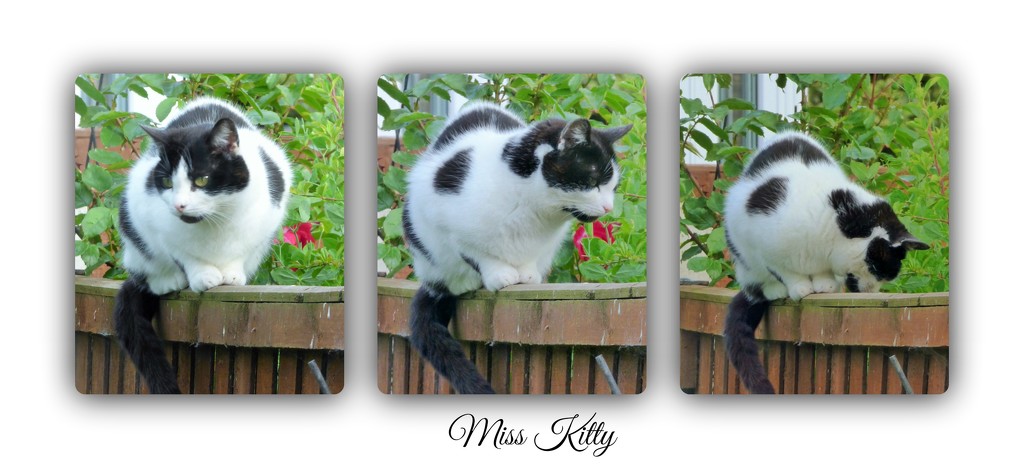 The three poses of Miss Kitty  by beryl