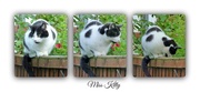 23rd Jun 2015 - The three poses of Miss Kitty 