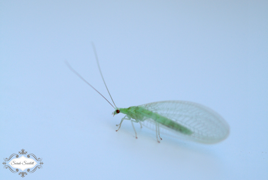 Green Bug by sarahlh