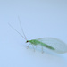 Green Bug by sarahlh