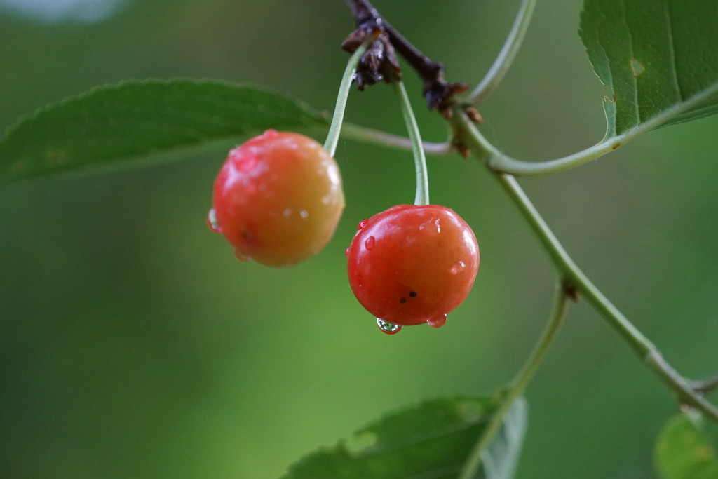 cherries by amyk