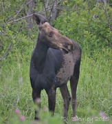 21st Jun 2015 - moose