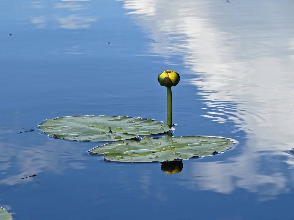 Pond Lily by rob257