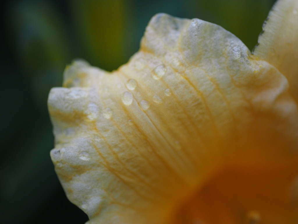 Raindrops on Day Lily by selkie