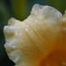 Raindrops on Day Lily by selkie
