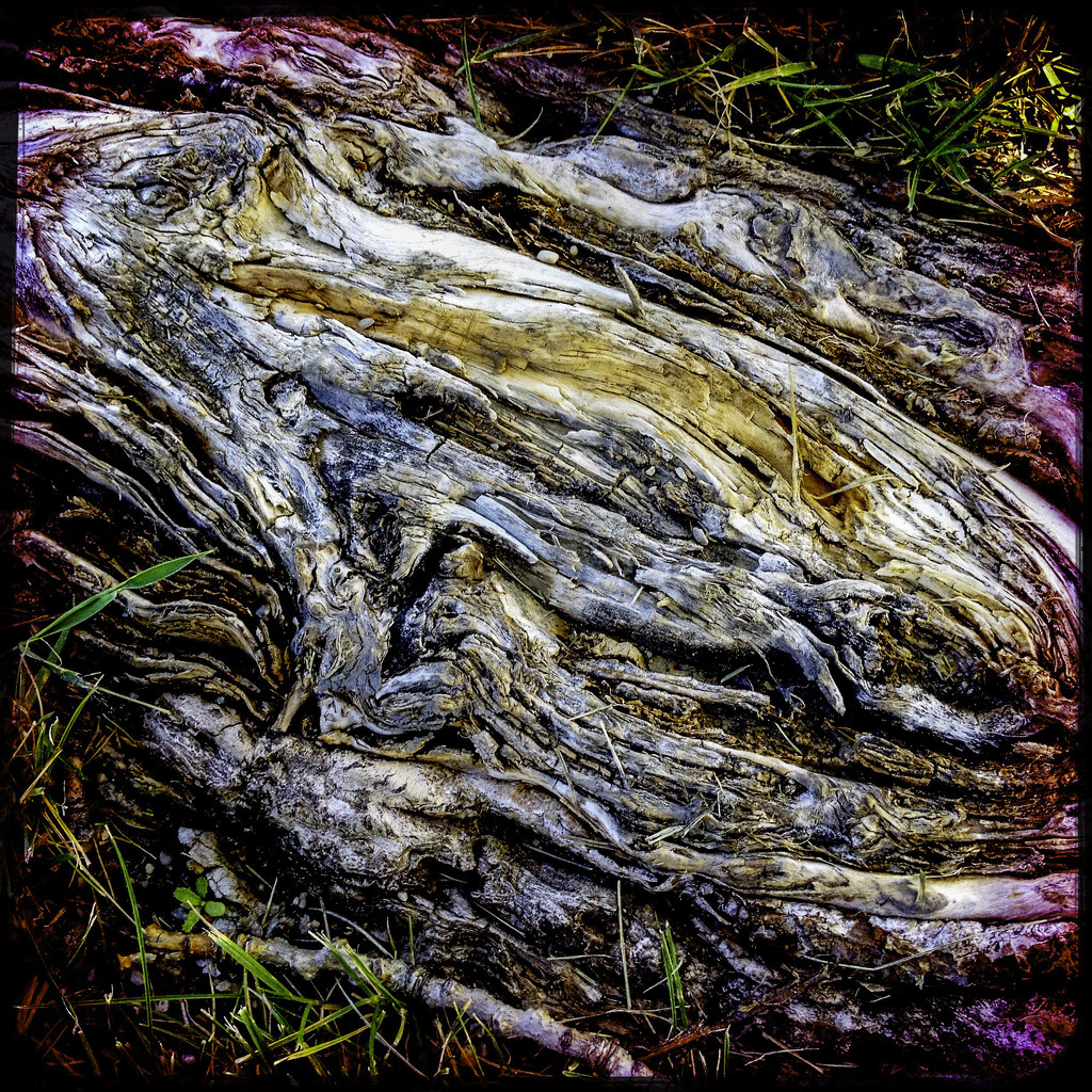 Colored roots by jeffjones