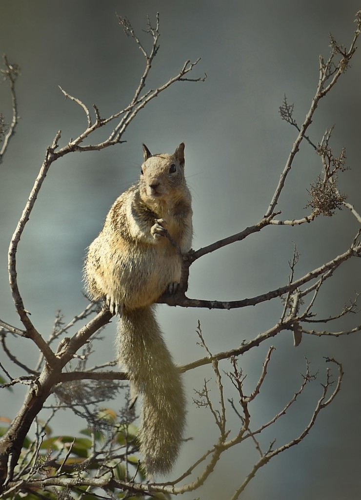 Tree squirrel by joysfocus