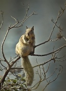 22nd Jun 2015 - Tree squirrel
