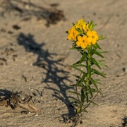 22nd Jun 2015 - Rare Yellow Beach Flower Named Something-or-Other