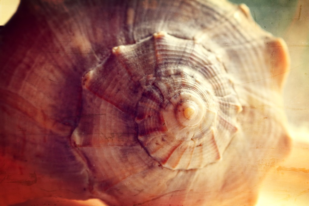 Seashell Round and Round by nanderson