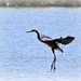 Great Blue Heron Coming in for a Landing by markandlinda