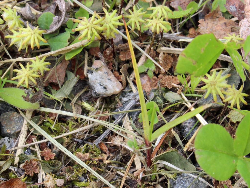 Umbrella liverwort (Marchantia polymorpha) - Keuhkosammal, Lungmossa by annelis