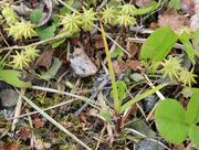 8th Jun 2015 - Umbrella liverwort (Marchantia polymorpha) - Keuhkosammal, Lungmossa