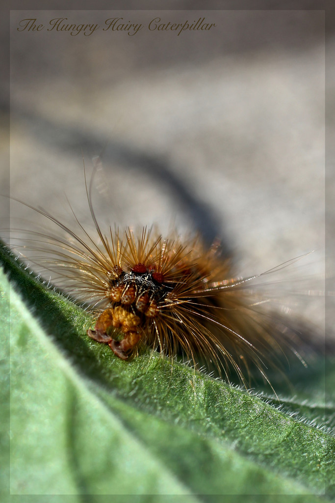 The Hungry Hairy Caterpillar by jamibann