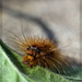 The Hungry Hairy Caterpillar by jamibann