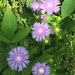 Stokesia  in our front garden. by congaree