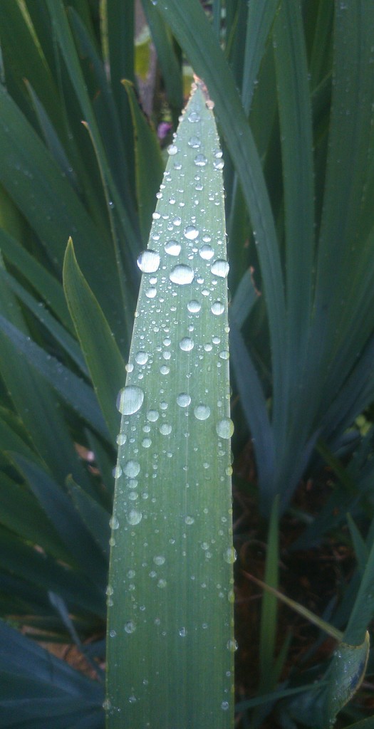 Raindrops on Iris leaf. by plainjaneandnononsense