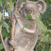 behind the veil by koalagardens