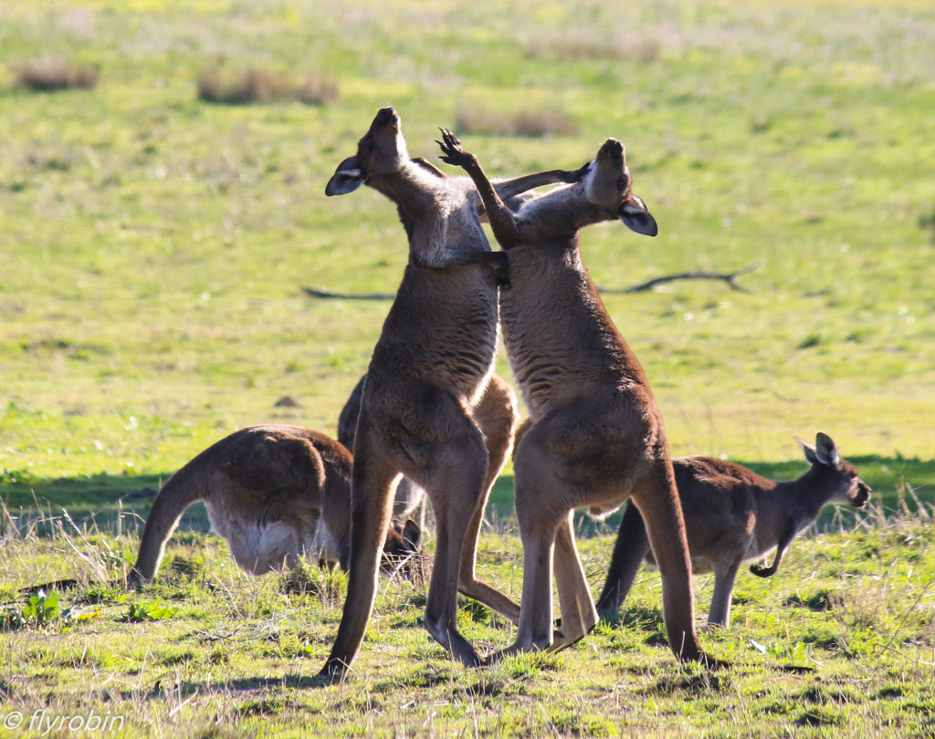 Boxing kangaroos by flyrobin