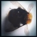 Bumblebee by mastermek