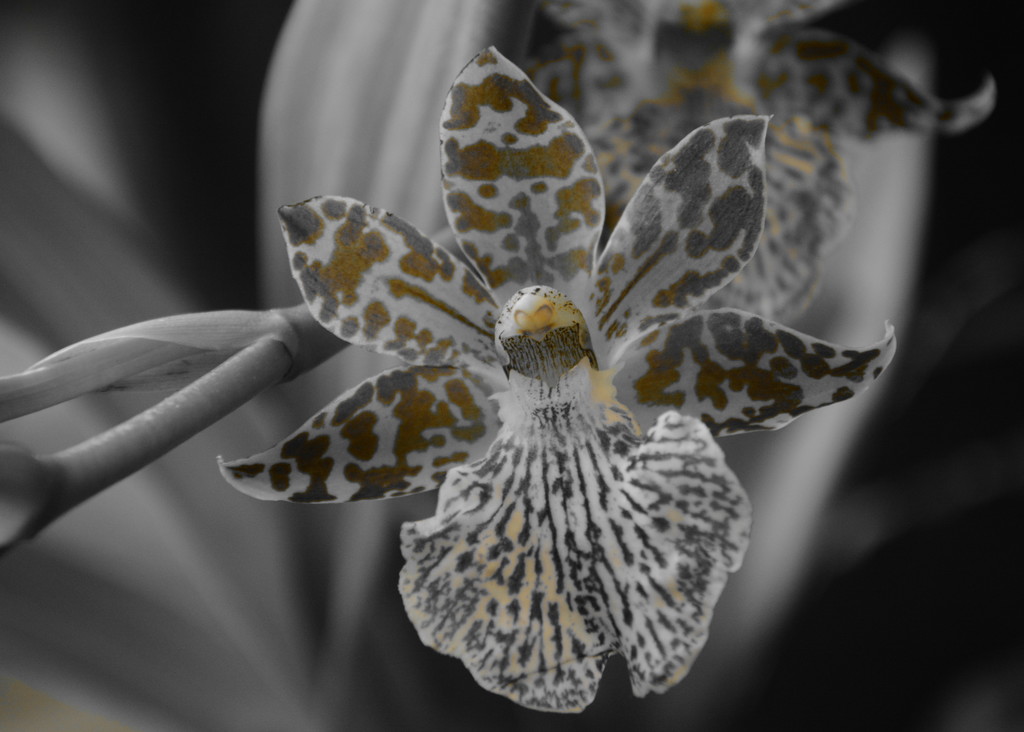 Orchid Selective Colour DSC_3599 by merrelyn