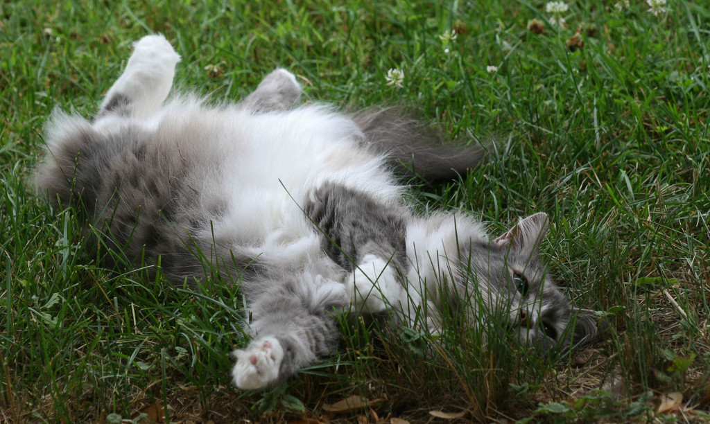 Aaah, the feel of soft grass by mittens