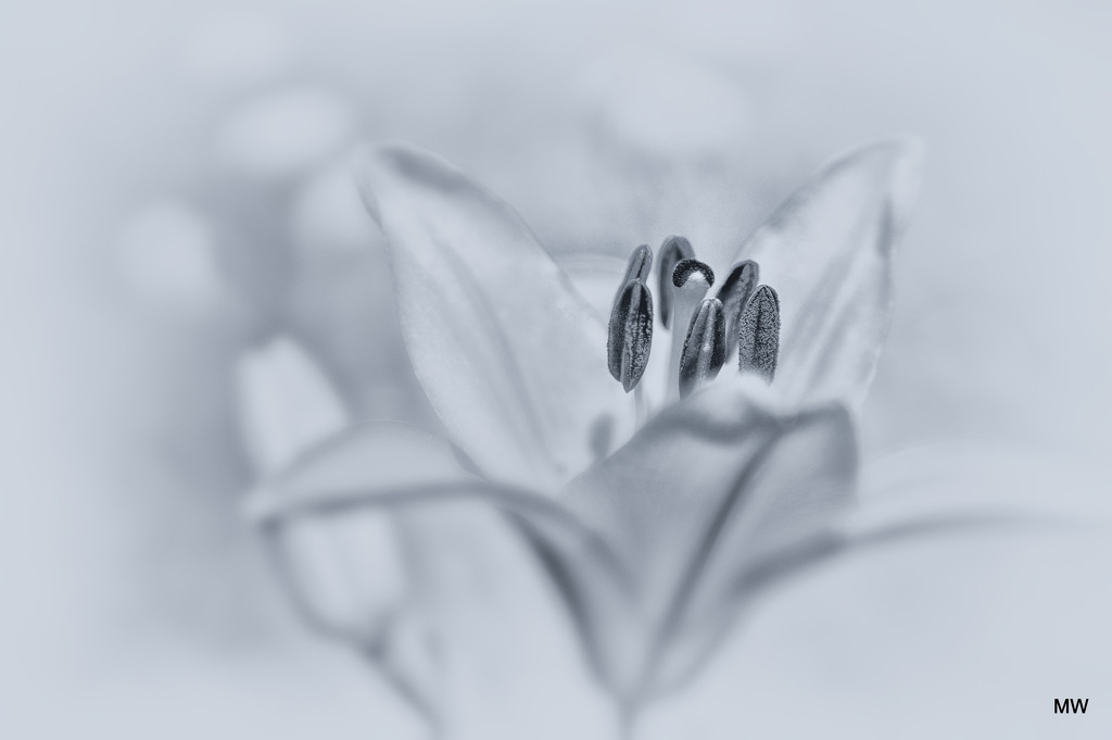2015-06-23 hybrid lily by mona65