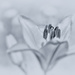 2015-06-23 hybrid lily by mona65