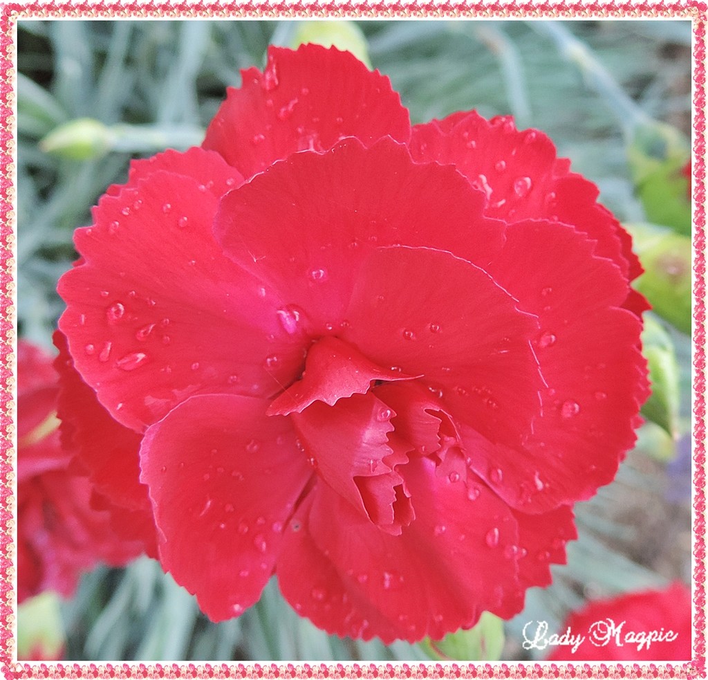 Carnations in the Rain. by ladymagpie