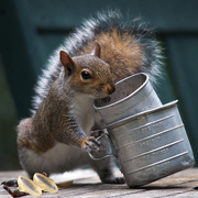 23rd Jun 2015 - Squirrel snacking now stacking