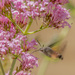 Hummingbird Hawk Moth by shepherdmanswife