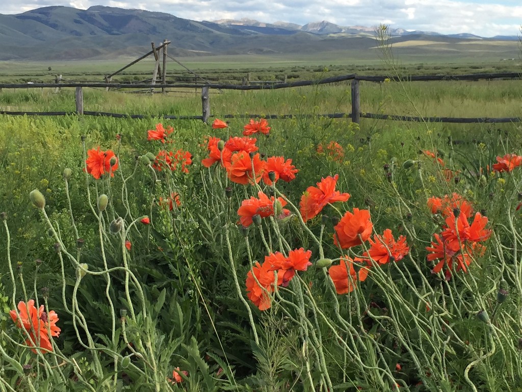 Montana Poppies by jetr