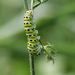 Hungry, Hungry Caterpillar by cjwhite