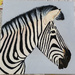 Painted Zebra by salza
