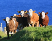 23rd Jun 2015 - Sandwick Cattle