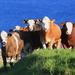 Sandwick Cattle by lifeat60degrees