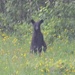 Black Bear cub by mjmaven
