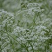Queen Anne's Lace by mjmaven