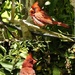 Cardinals by stcyr1up