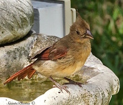 22nd Jun 2015 - Juvenile female cardinal