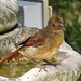 Juvenile female cardinal by stcyr1up