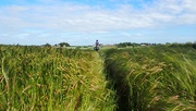 23rd Jun 2015 - Through the barley field.