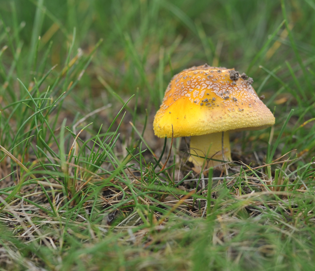 Bright yellow mushroom by loweygrace