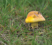 23rd Jun 2015 - Bright yellow mushroom