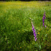 Foxglove and Dandelion Meadow by jgpittenger