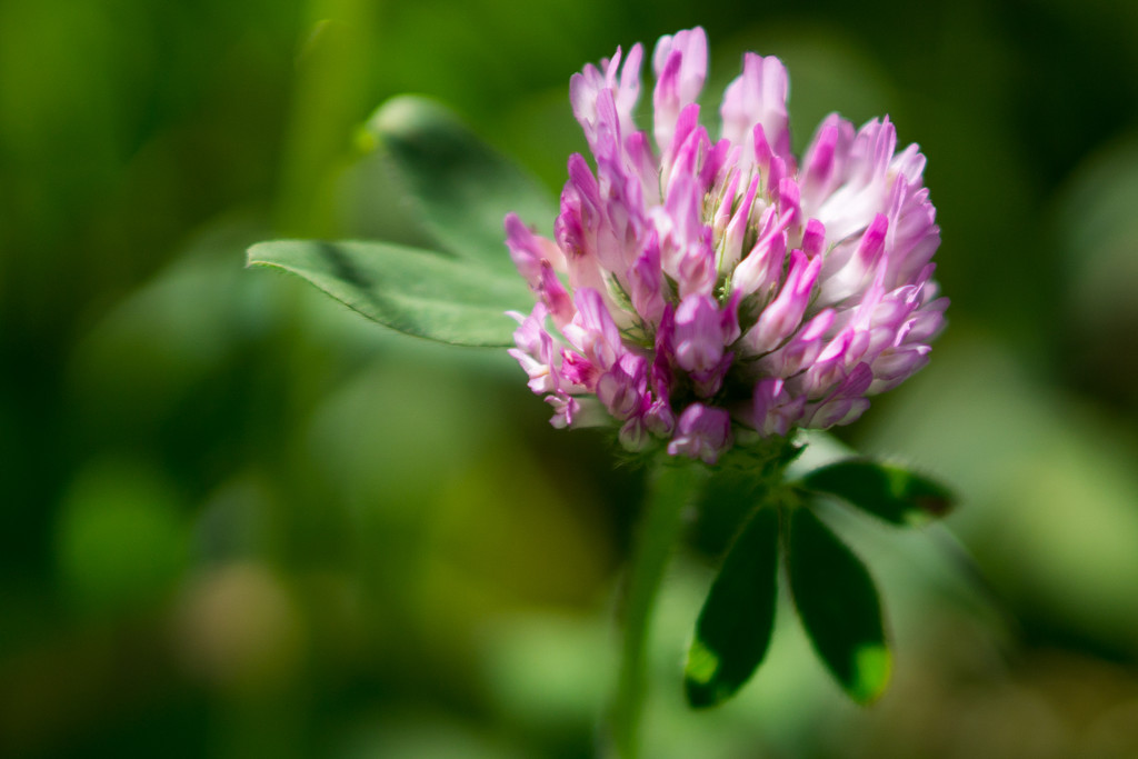 Clover Closeup by rminer
