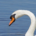 Swan by philhendry